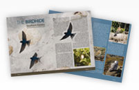 Southern Exotics - Sample Article