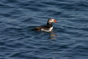 puffin with fish