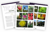 Tresco Treasures - Sample Article