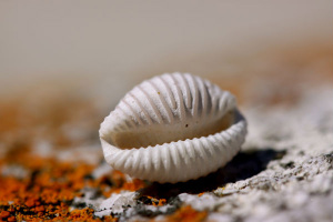 shell