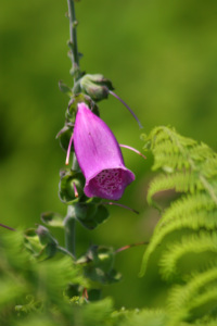 foxglove