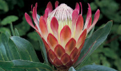 protea