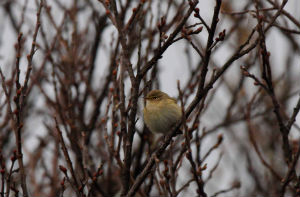 chiffchaff