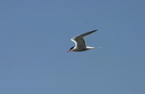 common tern