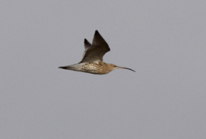 curlew tresco