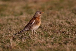 fieldfare