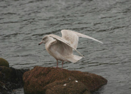 glaucous gull at old town