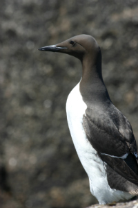 guillemot