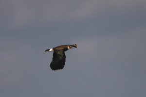 lapwing flight golf course