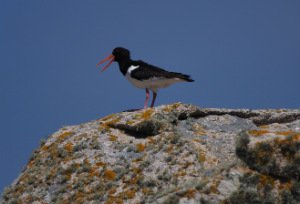 oystercatcher tresco