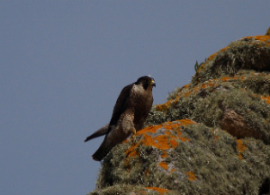 peregrine falcon