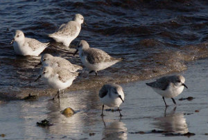 sanderlings