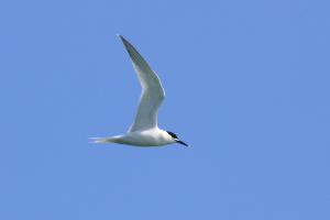 sandwich tern