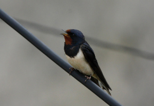 swallow singing