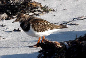 turnstone