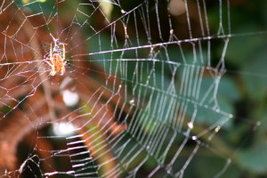 web