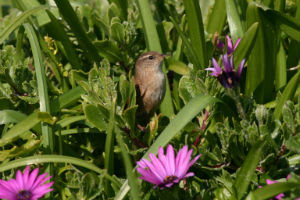 wren on agnes smaller